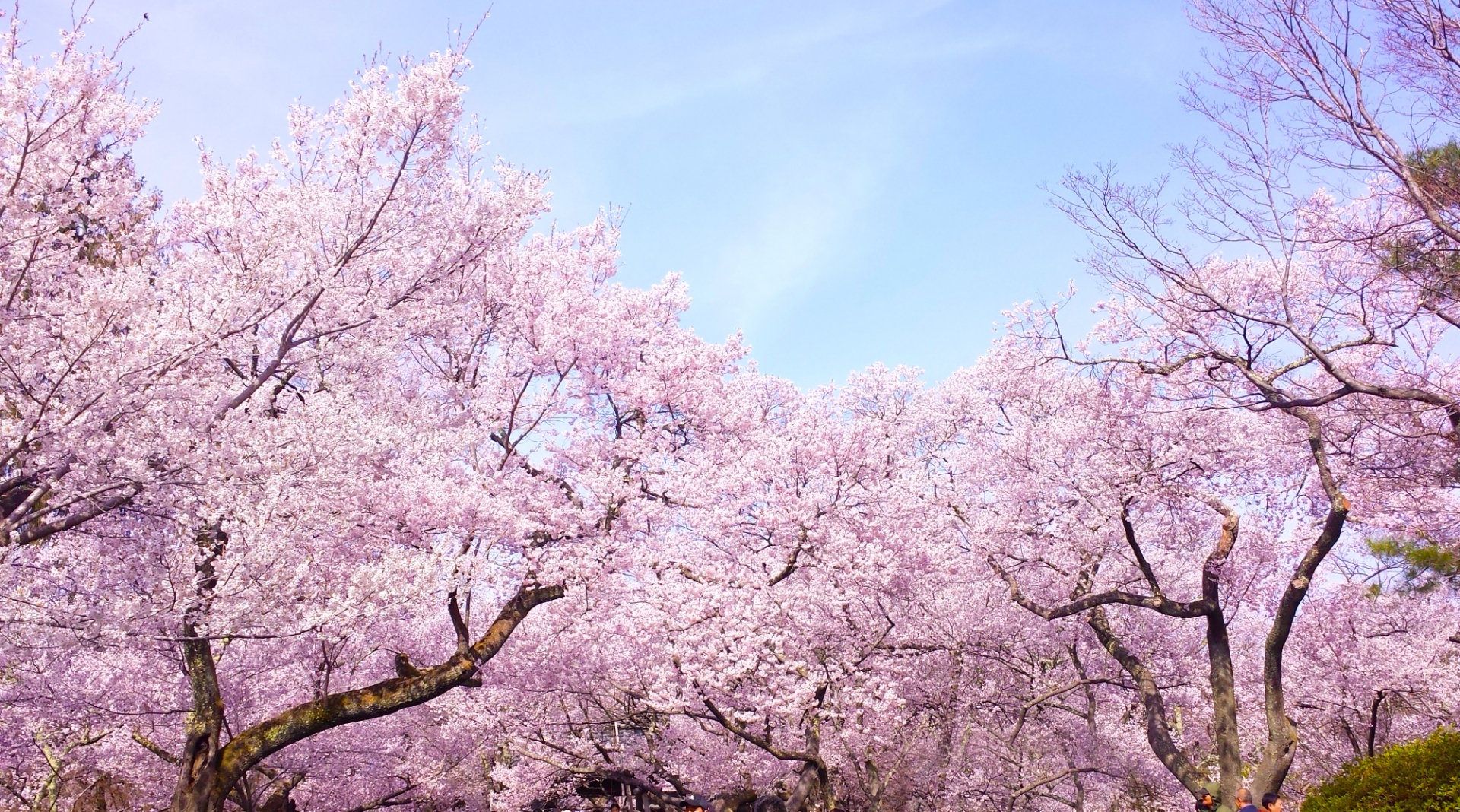 春爛漫　満開の桜